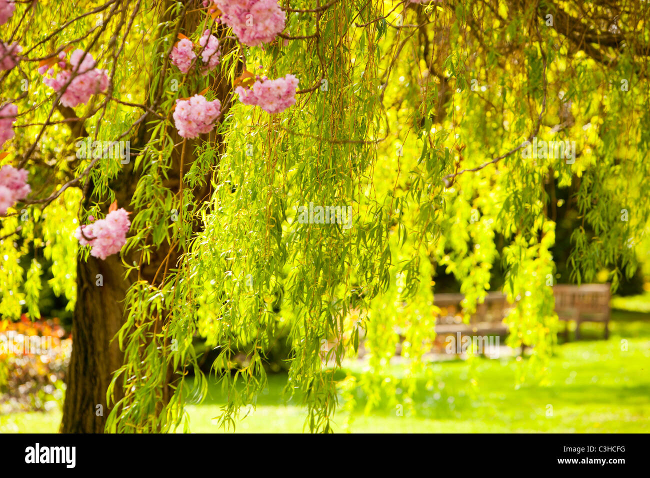 A weeping Willow tree and cherry blossom in saltaire 